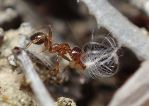 Pheidole pallidula